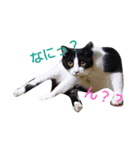 ハチワレ猫のメイちゃん（個別スタンプ：6）