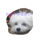 村山さんちのもかちゃん（個別スタンプ：7）