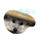 村山さんちのもかちゃん（個別スタンプ：10）