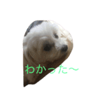 村山さんちのもかちゃん（個別スタンプ：14）