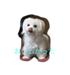 村山さんちのもかちゃん（個別スタンプ：16）