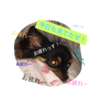 たえの日常生活♡（個別スタンプ：31）