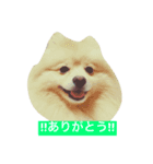 ポメラニアンやねん！（個別スタンプ：3）