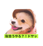 ポメラニアンやねん！（個別スタンプ：4）
