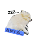 ポメラニアンやねん！（個別スタンプ：6）