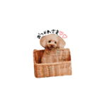 わんとにゃん（個別スタンプ：8）