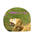 うちのペット共（個別スタンプ：6）