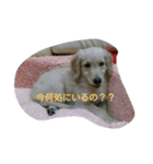 うちのペット共（個別スタンプ：8）