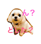 もんちゃんの日常スタンプ（個別スタンプ：1）