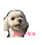 もんちゃんの日常スタンプ（個別スタンプ：4）
