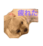 もんちゃんの日常スタンプ（個別スタンプ：8）