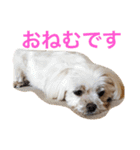 もんちゃんの日常スタンプ（個別スタンプ：9）