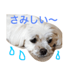 もんちゃんの日常スタンプ（個別スタンプ：11）