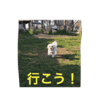 もんちゃんの日常スタンプ（個別スタンプ：13）