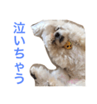 もんちゃんの日常スタンプ（個別スタンプ：15）