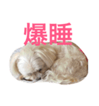 もんちゃんの日常スタンプ（個別スタンプ：17）