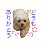 もんちゃんの日常スタンプ（個別スタンプ：21）