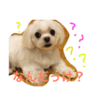 もんちゃんの日常スタンプ（個別スタンプ：22）