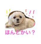 もんちゃんの日常スタンプ（個別スタンプ：23）