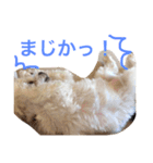 もんちゃんの日常スタンプ（個別スタンプ：27）