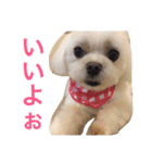 もんちゃんの日常スタンプ（個別スタンプ：29）