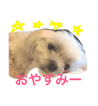 もんちゃんの日常スタンプ（個別スタンプ：30）