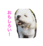 もんちゃんの日常スタンプ（個別スタンプ：31）
