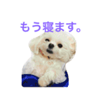 もんちゃんの日常スタンプ（個別スタンプ：34）