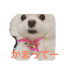 もんちゃんの日常スタンプ（個別スタンプ：35）