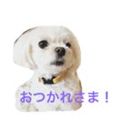 もんちゃんの日常スタンプ（個別スタンプ：37）