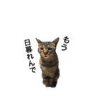 うちのおねこさん（個別スタンプ：2）
