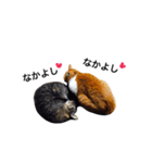 うちのおねこさん（個別スタンプ：3）