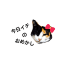 うちのおねこさん（個別スタンプ：4）
