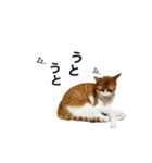 うちのおねこさん（個別スタンプ：5）