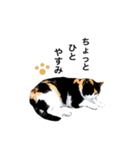 うちのおねこさん（個別スタンプ：10）