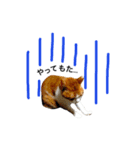 うちのおねこさん（個別スタンプ：15）