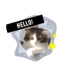 "RIKU"of Scottish Fold（個別スタンプ：1）