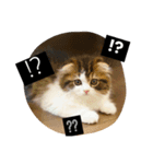 "RIKU"of Scottish Fold（個別スタンプ：3）