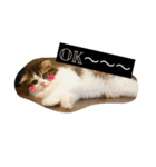 "RIKU"of Scottish Fold（個別スタンプ：4）