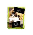 "RIKU"of Scottish Fold（個別スタンプ：5）
