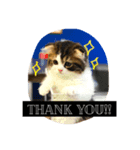 "RIKU"of Scottish Fold（個別スタンプ：6）