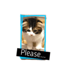 "RIKU"of Scottish Fold（個別スタンプ：7）
