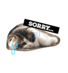 "RIKU"of Scottish Fold（個別スタンプ：8）