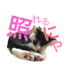 ビビりのビビたん。（個別スタンプ：2）
