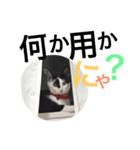 ビビりのビビたん。（個別スタンプ：6）