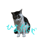 愛猫マルモ1（個別スタンプ：2）