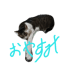愛猫マルモ1（個別スタンプ：3）