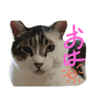 愛猫マルモ1（個別スタンプ：5）