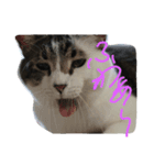 愛猫マルモ1（個別スタンプ：6）