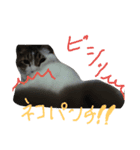愛猫マルモ1（個別スタンプ：7）